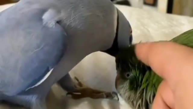 what type of bird is the blue one