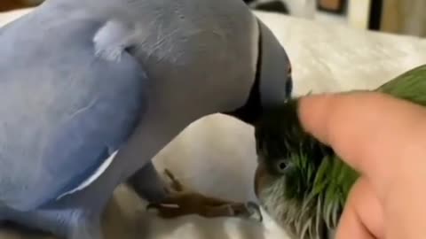 what type of bird is the blue one