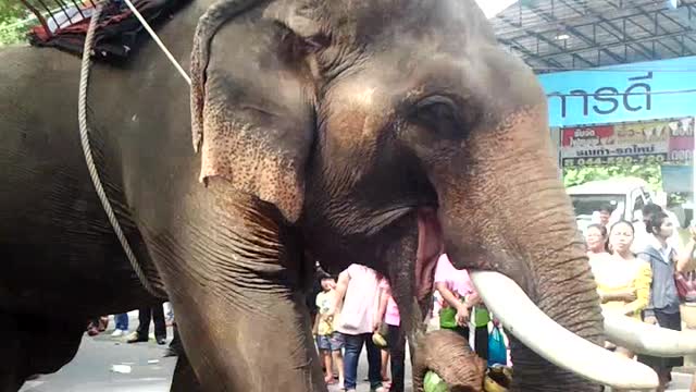 Elephant 🐘 Buffet And Festival In Surin North Eastern Of Thailand