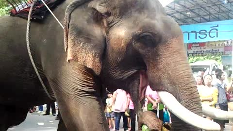 Elephant 🐘 Buffet And Festival In Surin North Eastern Of Thailand