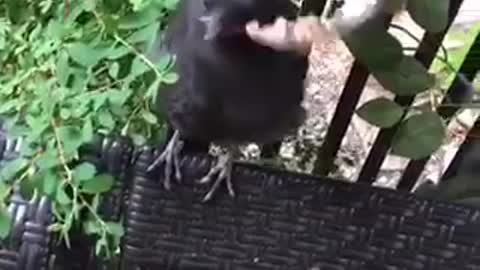 Guy feeds his bird with a fork
