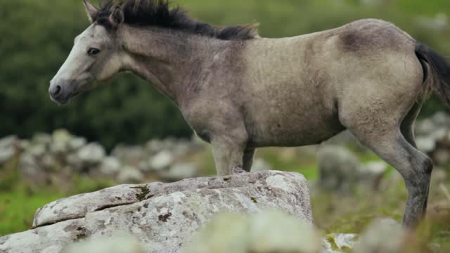 Beautiful HORSES LIKE you 2