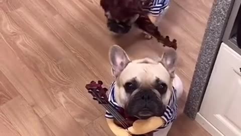 funny cute dogs