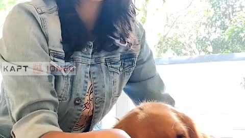 In my opinion, getting a dog home