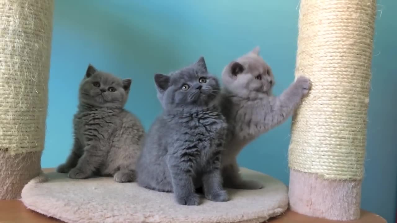 British Shorthair Legio VII