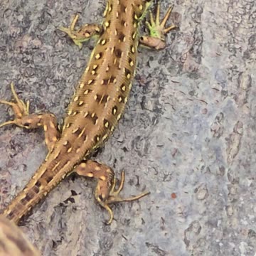 Mini lizard in nature / A beautiful reptile.