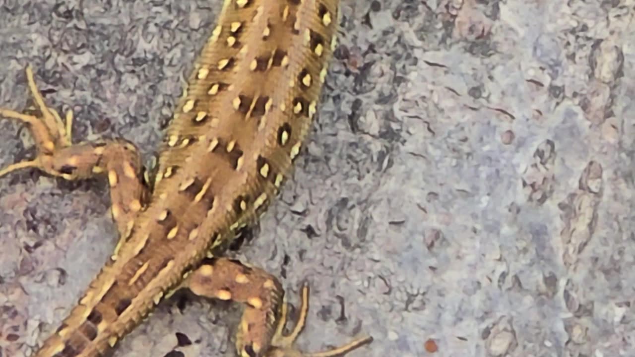 Mini lizard in nature / A beautiful reptile.