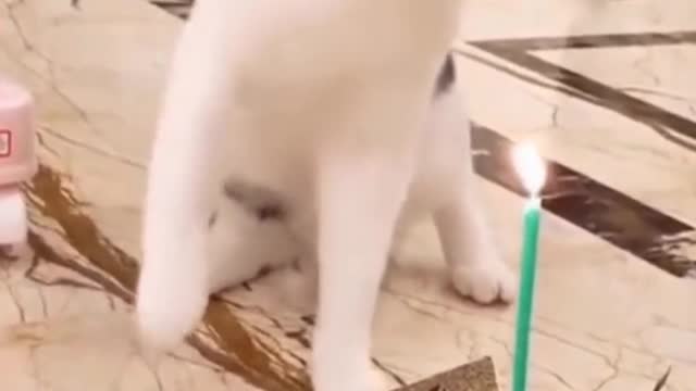 Funny Cats and dogs videos #SHORTS #CATS #DOGS #funny #funny dogs videos #funny cats video
