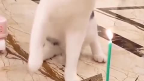 Funny Cats and dogs videos #SHORTS #CATS #DOGS #funny #funny dogs videos #funny cats video
