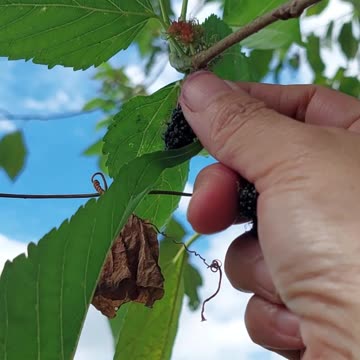 Backyard Mulberry Picking