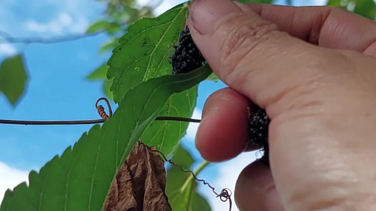 Backyard Mulberry Picking