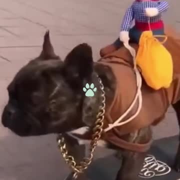 FUNNY 2021 ITS JOKING CATS AND DOGS!