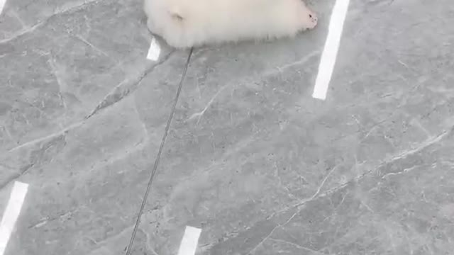 A rotten puppy