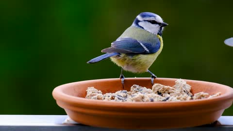 Bird blue tit tit