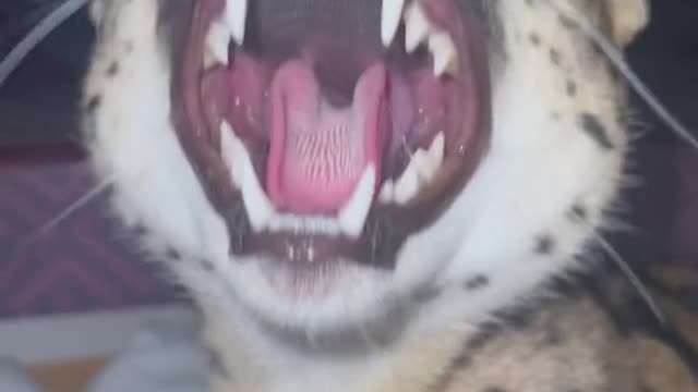 Sound on