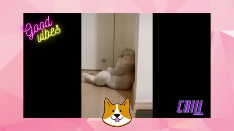 PETS TIKTOK FUNNY VIDEO l RMAPrumble