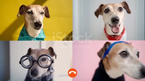 Four dogs joined together