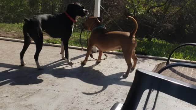 O no doggo attack