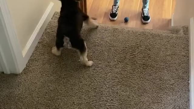 Pup Passes the Ball Back