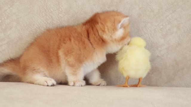 Kittens walk with a tiny chicken