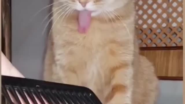 Funny Cat | Cat Funny