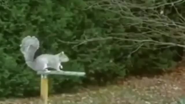 Funny squirrel