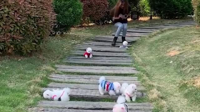 Which dog do you like? choose one