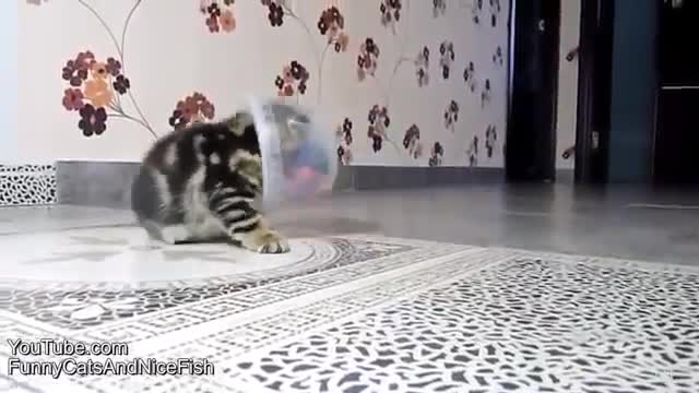 funny animals cats / laugh to tears