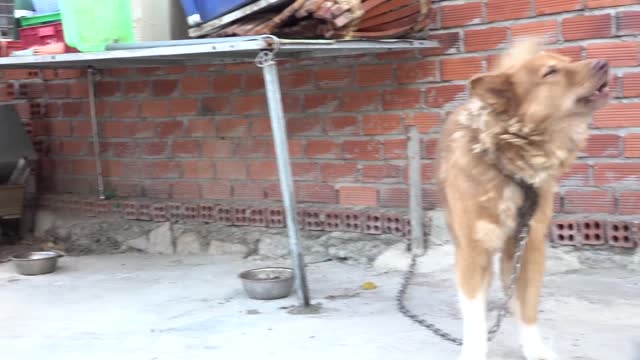 How Dogs React When Seeing Stranger