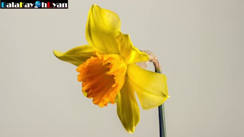 Daffodil Flower (Narcissus) Bloom Time-lapse