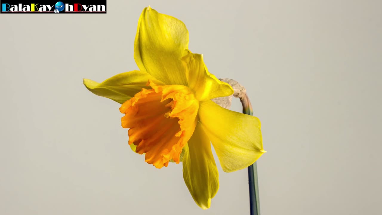 Daffodil Flower (Narcissus) Bloom Time-lapse