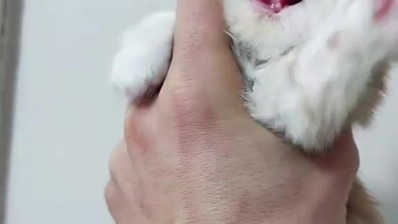 Kitten Meowing |Cat Sound| Cute Cat Videos #shorts #cat #puppy #catlover #catfunnyshorts #luca #cute