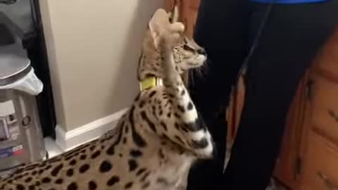 Felino querendo ser cabelereiro