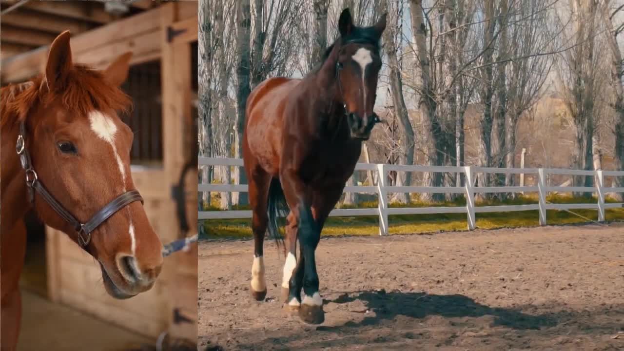Horse Video Funny World Dancing time 2021