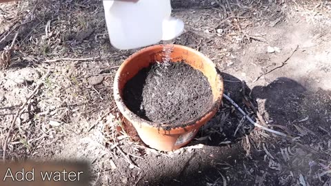 How To Plant a Tree