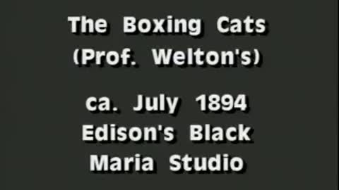 Prof. Welton's Boxing Cats (the first funny cat video ever)