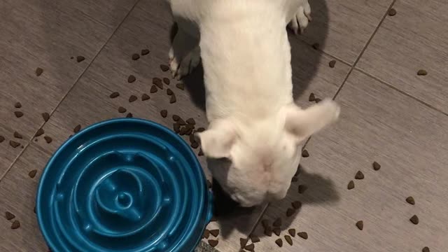 Dog Outsmarts Slow Feed Dog Bowl