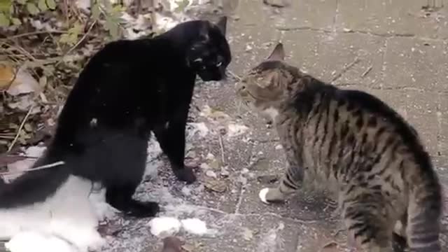 Cat fighting 😳😳