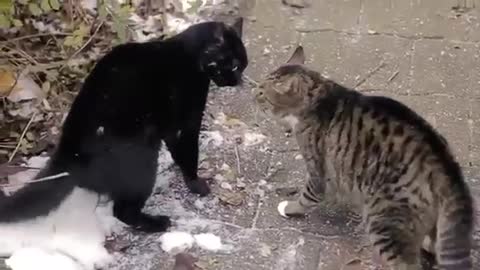 Cat fighting 😳😳