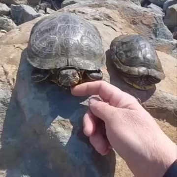 Turtles trying to warm up in the sun