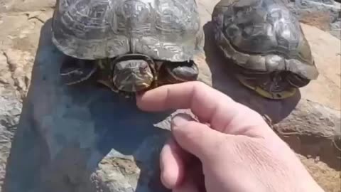 Turtles trying to warm up in the sun
