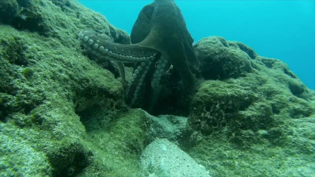 Diver Footage His Journey Experience Under Ocean