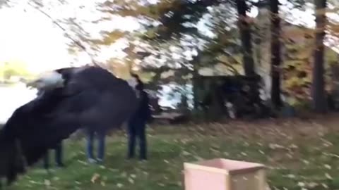 Incredible Moment As A Bald Eagle Is RELEASED Into The Wild