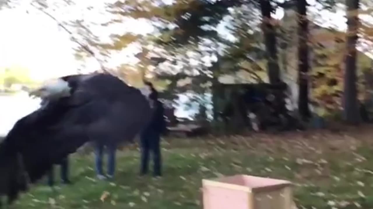 Incredible Moment As A Bald Eagle Is RELEASED Into The Wild