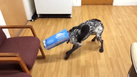 Epic Pets Fails # 02