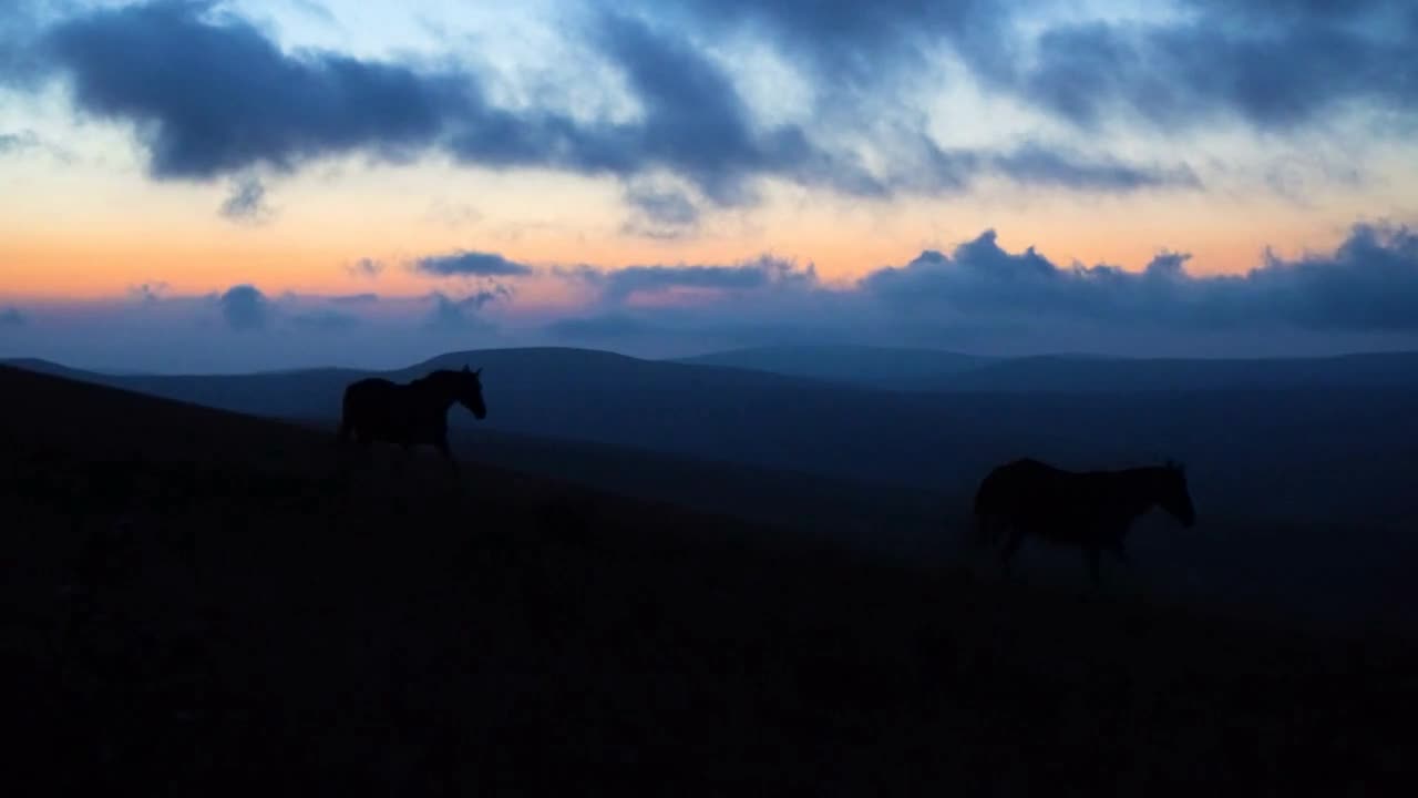 A herd of horses runs at dusk along the slope of the mountain in Caucasus mountains