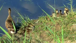 Ducks, lake and swimming in the big lake