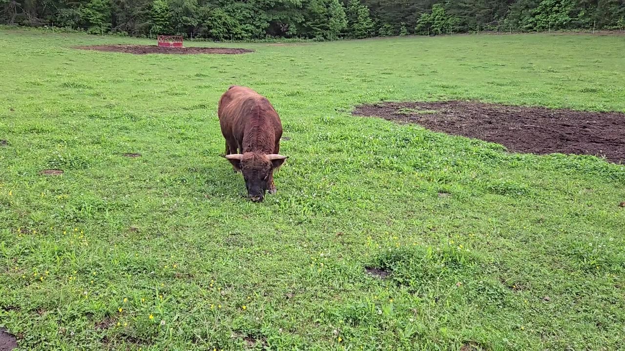 Looking for love in a the wrong places... #minihighland #minihighland #highlandcow