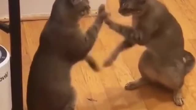 Do u think it's a mirror ..funnyanimals