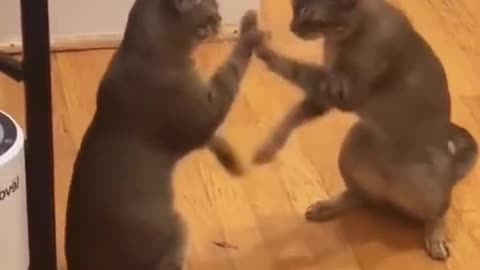 Do u think it's a mirror ..funnyanimals